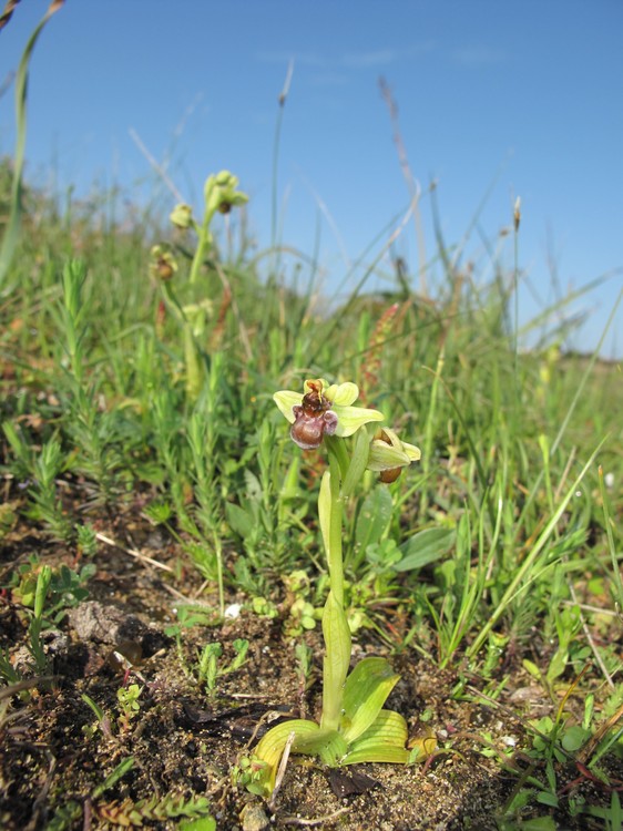 Ophrys bombyliflora